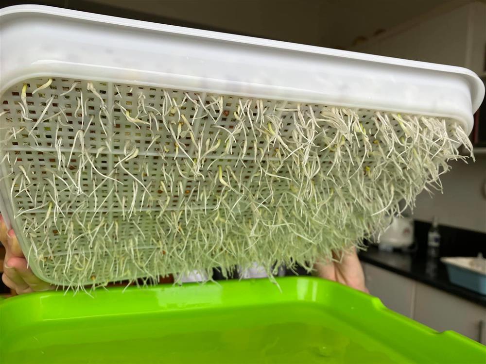 Bí quyết trồng rau mầm thủy canh tại nhà đã nhanh gọn lại dễ chăm-5