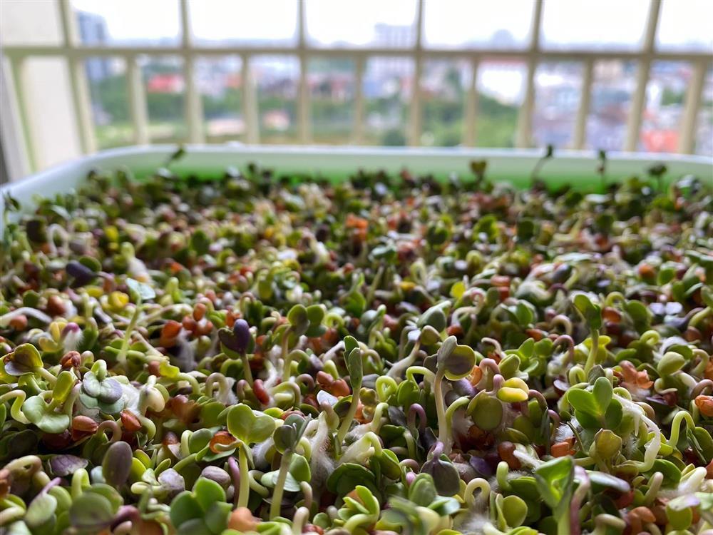 Bí quyết trồng rau mầm thủy canh tại nhà đã nhanh gọn lại dễ chăm-2