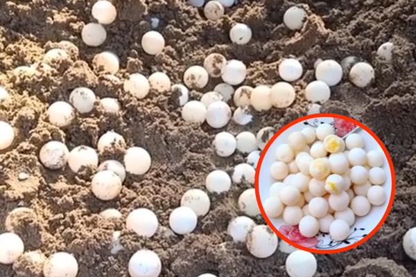 Thấy trứng màu lạ, cô gái thoát nguy nhờ đăng lên hỏi dân mạng-5