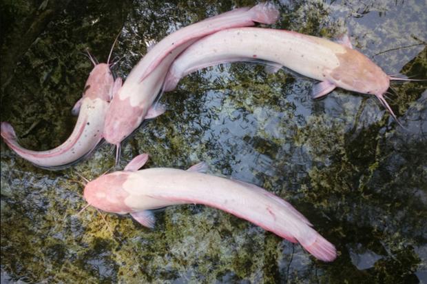 Bắt được cá trê đột biến màu hồng, chàng trai sợ hãi mang thả-3