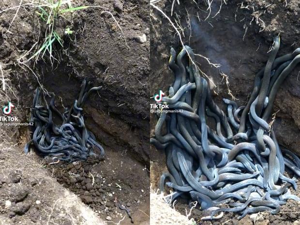 Nhóm người đào củ ai ngờ đào trúng chục con rắn bò lổm ngổm-1