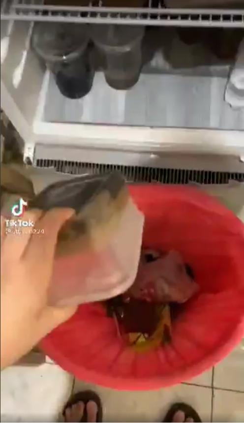 Chủ quán đổ hết trà sữa vào thùng rác, biết lý do ai cũng tán thành-1