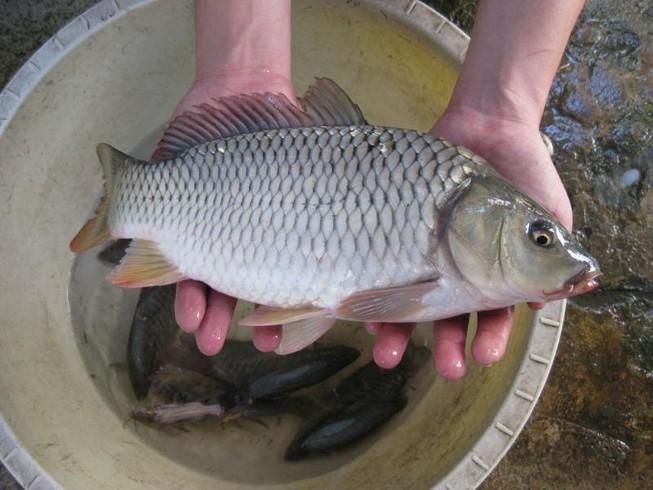 Mẹo kiểm tra thực phẩm tươi giúp chị em tránh bị hớ khi đi chợ-2