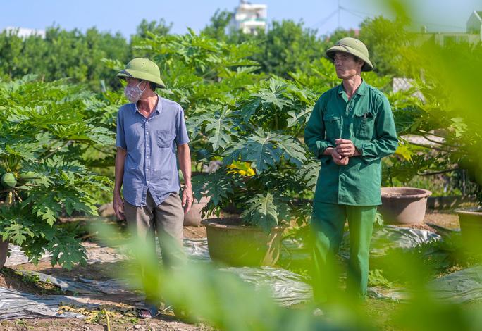 Đu đủ bonsai tiền triệu hút khách trên thị trường Tết 2022-3