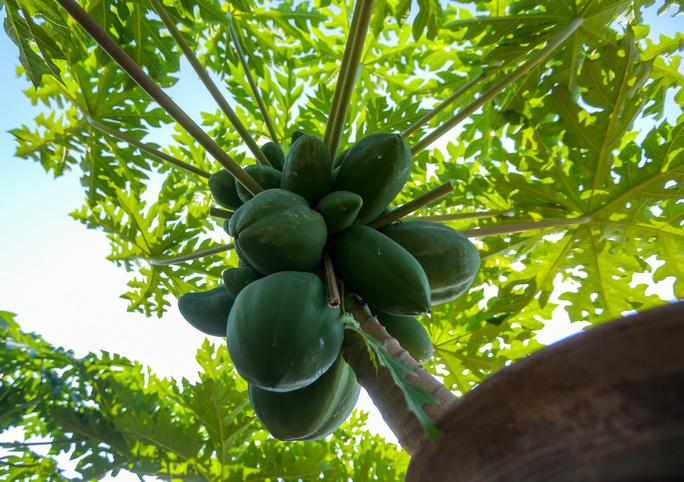 Đu đủ bonsai tiền triệu hút khách trên thị trường Tết 2022-5