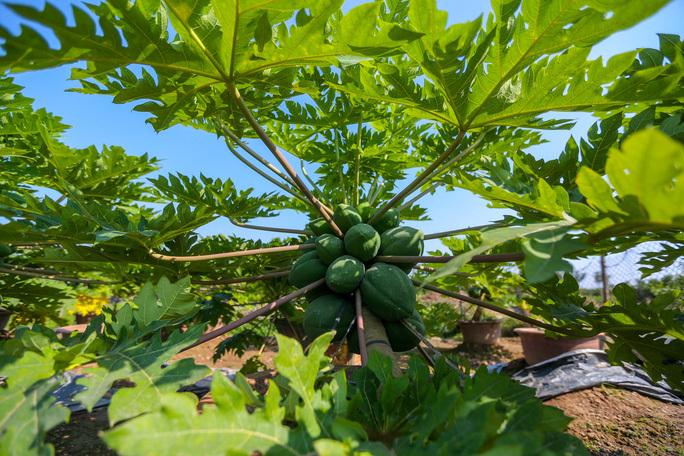 Đu đủ bonsai tiền triệu hút khách trên thị trường Tết 2022-7