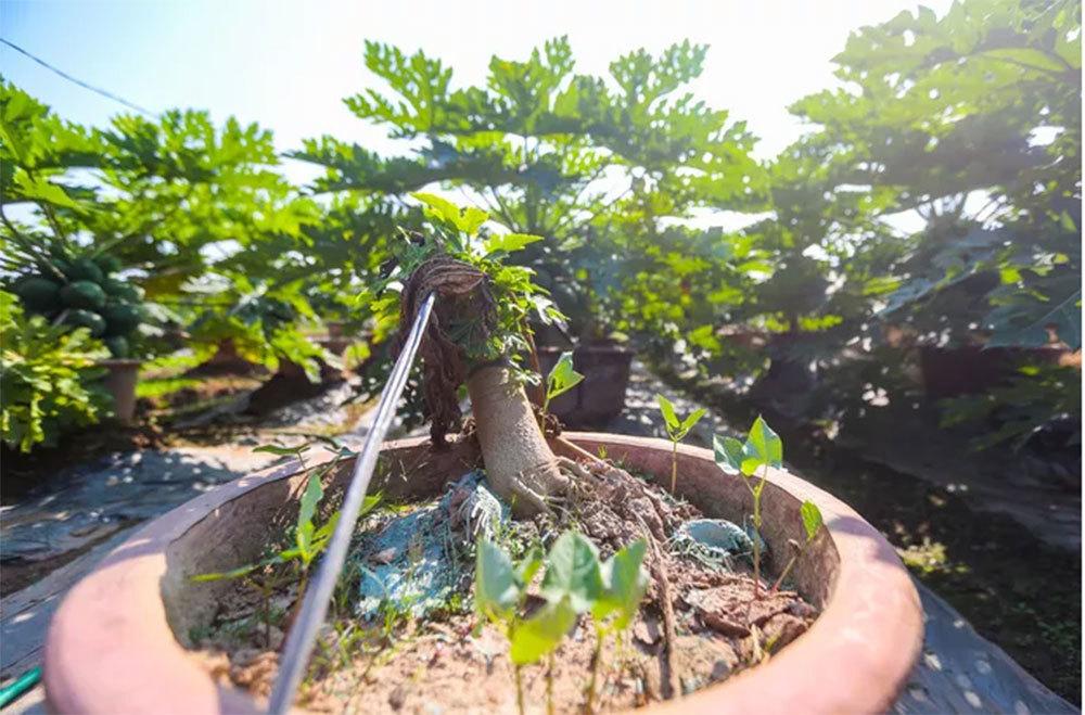 Đu đủ bonsai tiền triệu hút khách trên thị trường Tết 2022-10