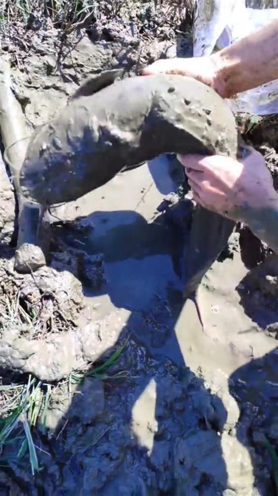 Cô gái ăn cá trê bắt ngoài nghĩa địa, lạnh gáy thứ tìm thấy trong bụng cá-1