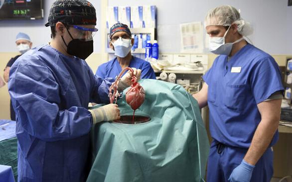 Đột phá: Lần đầu tiên ghép thành công tim lợn cho người-1