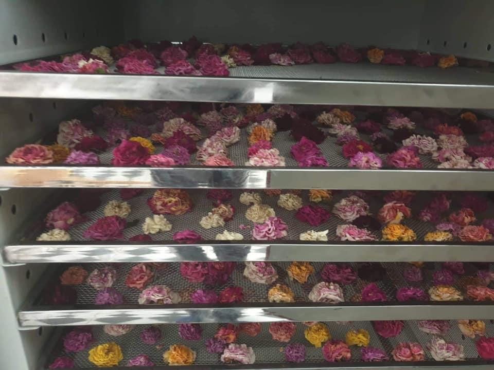 Ngây ngất hương trà hoa hồng thanh lọc mùa Tết, thử là thích mê-3