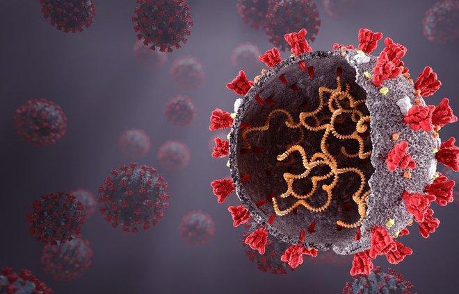 Phát hiện mới về nCoV-1