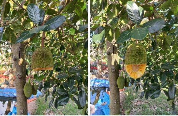 Quả mít treo lủng lẳng trên cây khiến cõi mạng dậy sóng vì 1 lý do!-1