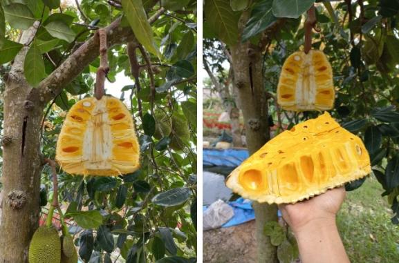 Quả mít treo lủng lẳng trên cây khiến cõi mạng dậy sóng vì 1 lý do!-2