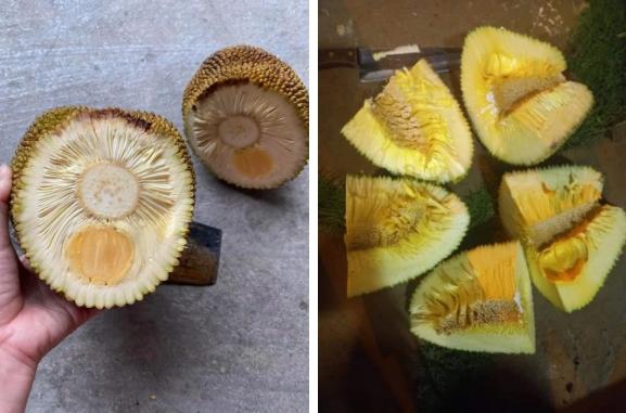 Quả mít treo lủng lẳng trên cây khiến cõi mạng dậy sóng vì 1 lý do!-3