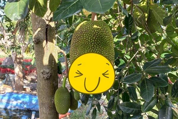 Quả mít đột biến khiến nhiều dân mạng nổi da gà-2