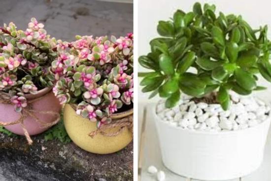 6 cây cảnh trưng Tết: Càng trồng càng phú quý, hoa tươi tài lộc nhiều