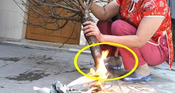 Cách đúng nhất giúp đào sai hoa, nảy lộc, tươi tốt suốt 10 ngày Tết-1