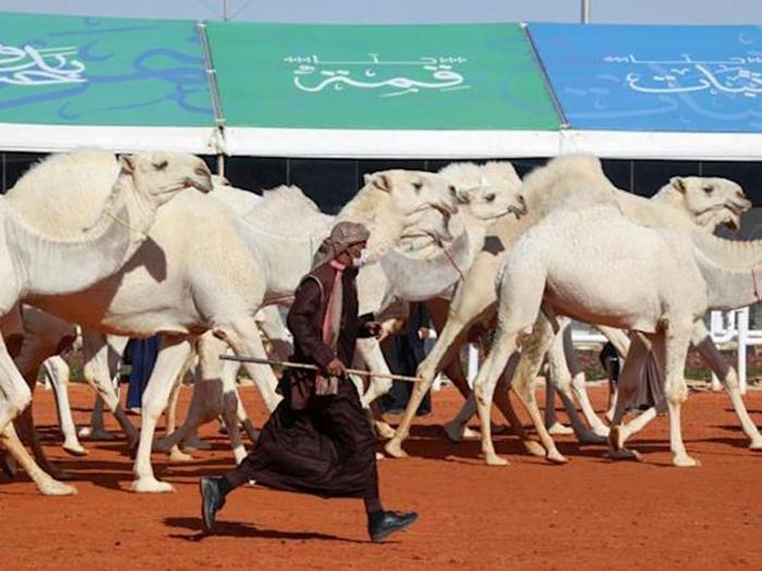 Lạ lùng thi Hoa hậu lạc đà cũng chỉnh sửa nhan sắc-2