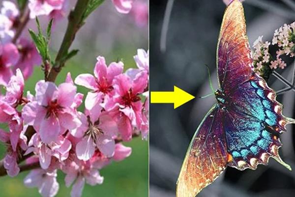 8 điềm lành ngày Tết báo hiệu cả năm may mắn, tài lộc theo vào nhà cuồn cuộn-1