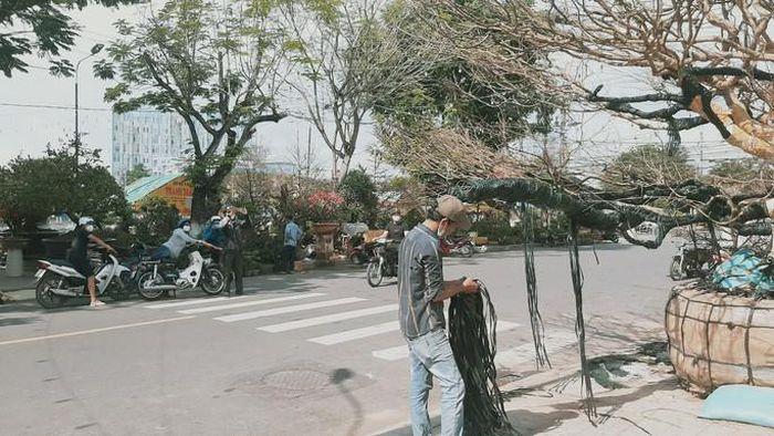 Xôn xao cụ mai vàng 4 tỉ đồng ở An Giang-2