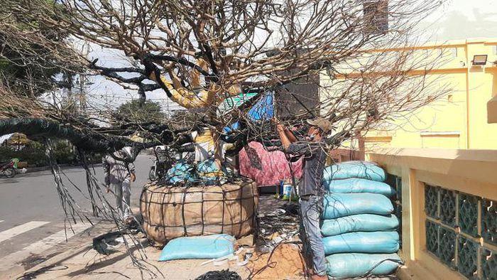 Xôn xao cụ mai vàng 4 tỉ đồng ở An Giang-3