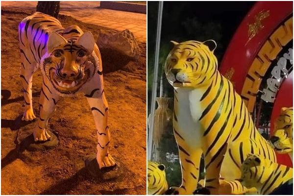 Đàn hổ gầy nhom, tiều tụy được mang đi chỉnh sửa-3