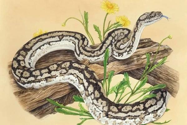 5 con giáp cần đề phòng tiểu nhân và cẩn thận trong tháng 1 âm để tránh hao tài, tốn của-7