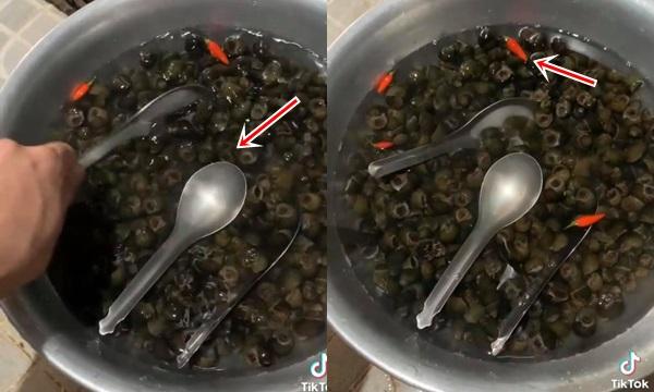 Lên mạng hỏi ngâm ốc với thìa inox làm gì, câu trả lời ngã ngửa-1