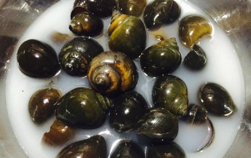 Lên mạng hỏi ngâm ốc với thìa inox làm gì, câu trả lời ngã ngửa-2