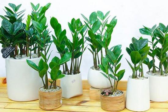 6 loại cây xua đuổi khí xấu, lôi kéo tài lộc, nhà nào cũng có 1 cây