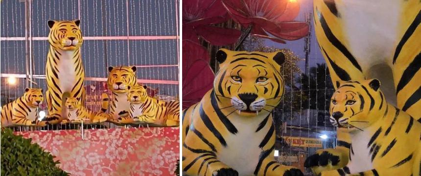 Đàn hổ gầy nhom, tiều tụy được mang đi chỉnh sửa-2