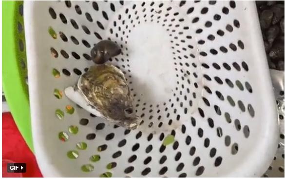 Màn tính tiền của cô bán ốc khiến nhiều người há hốc bật cười-1
