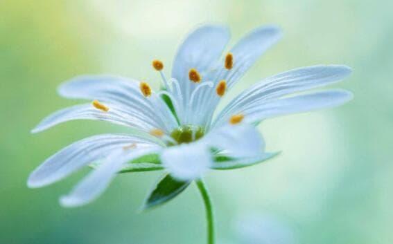 Trẻ sinh vào những ngày giàu có, cuộc đời sau này đạt thành tích cao!-1