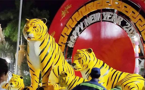 Diện mạo mới của gia đình hổ gây bão CĐM ở Bạc Liêu-1