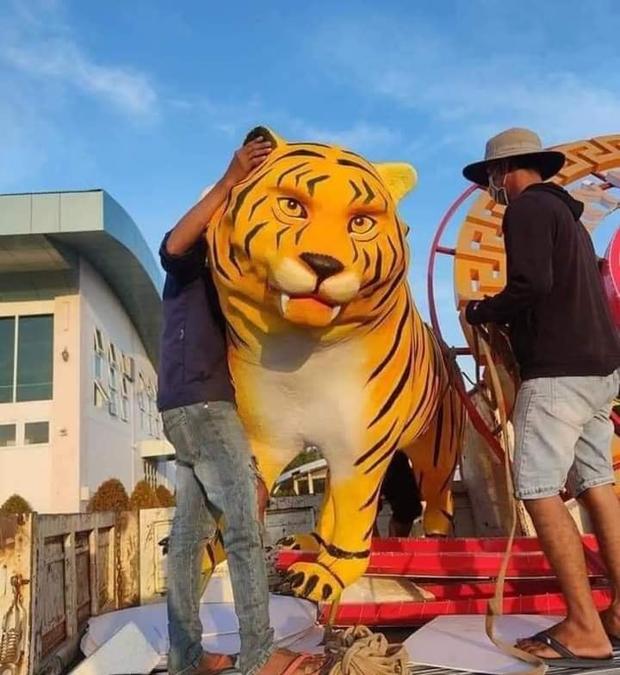 Diện mạo mới của gia đình hổ gây bão CĐM ở Bạc Liêu-2