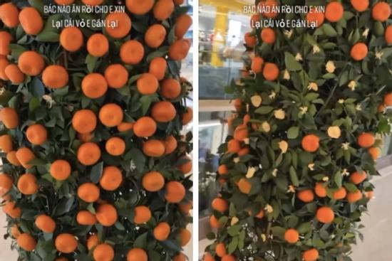 Trung tâm thương mại trang trí Tết bằng cây quýt 'lạ' nhất Việt Nam