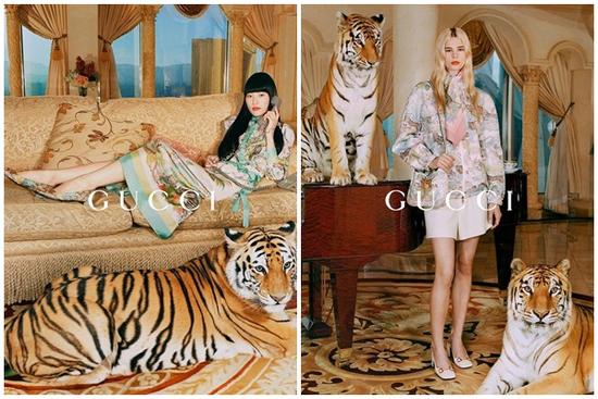 Gucci bị chỉ trích vì dùng hổ thật để quay quảng cáo