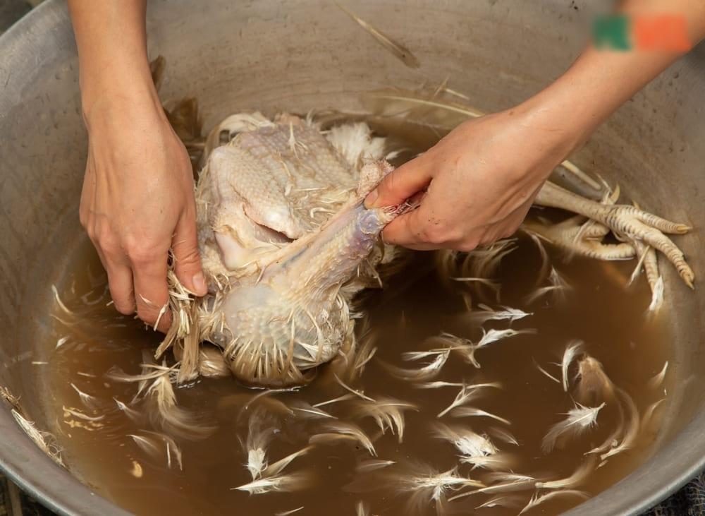 Ghim ngay 4 tuyệt chiêu nhổ lông gà cực nhanh cho ngày Tết bận rộn-4