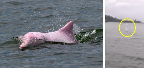 HOT: Cá heo hồng cực hiếm bất ngờ xuất hiện ở biển Việt Nam-1