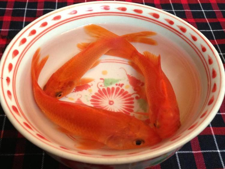 Cách chọn cá chép chuẩn đẹp để cúng ông Công, ông Táo-2