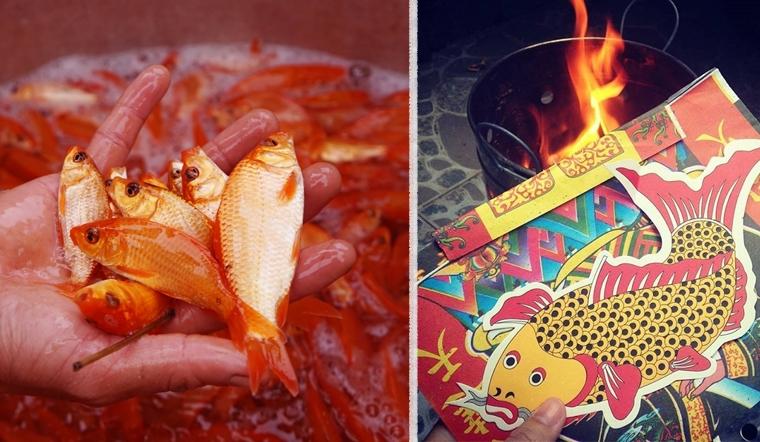 Cách chọn cá chép chuẩn đẹp để cúng ông Công, ông Táo-3