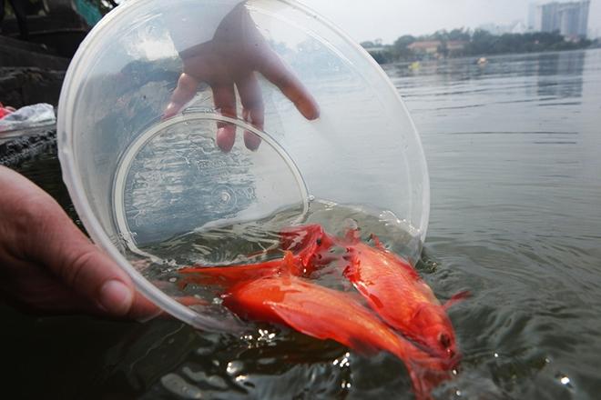 Cách chọn cá chép chuẩn đẹp để cúng ông Công, ông Táo-5