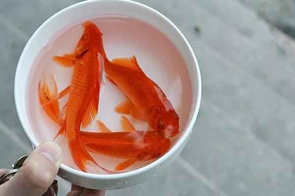 Cúng ông Công ông Táo 2022 ngày nào đẹp, văn khấn và lễ vật có gì?-2