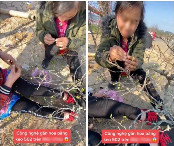 Vẫn có dân mạng bênh người bán bắn keo 502 gắn hoa lên cây cảnh-1