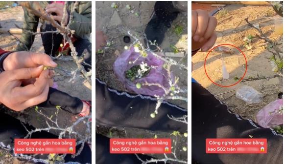 Vẫn có dân mạng bênh người bán bắn keo 502 gắn hoa lên cây cảnh-2