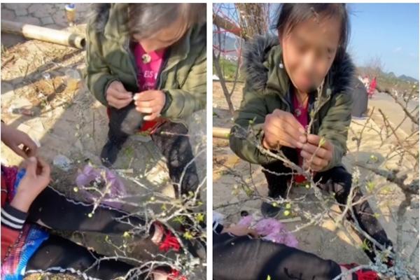 Cận cảnh cặp duối chị, duối em hơn 300 năm tuổi ở Hải Phòng-9