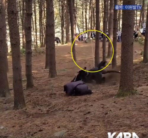 Nghệ sĩ Hàn bức xúc khi chú ngựa bị chết trong bom tấn cổ trang-1