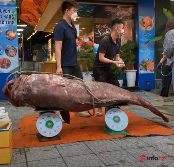 Đà Nẵng: Bắt được cá mú khổng lồ nặng gần 200kg, dài hơn 2m-1