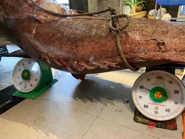 Đà Nẵng: Bắt được cá mú khổng lồ nặng gần 200kg, dài hơn 2m-2