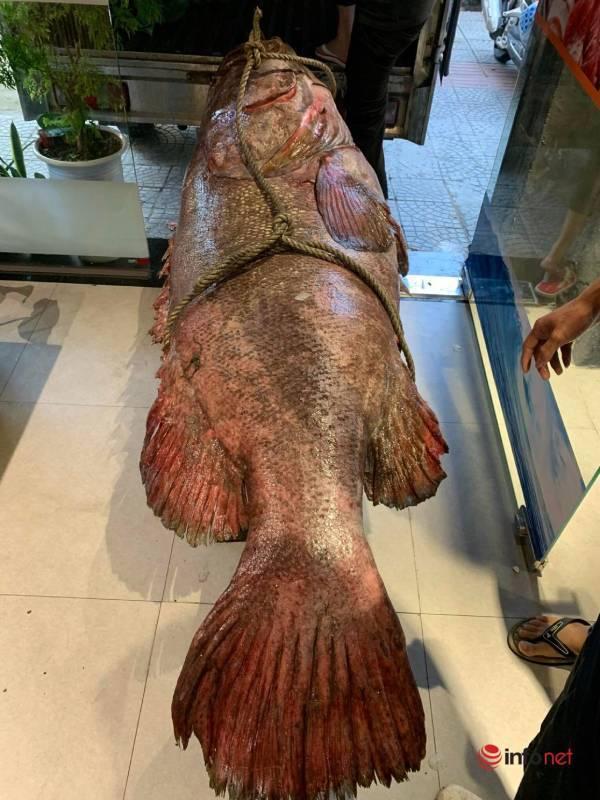 Đà Nẵng: Bắt được cá mú khổng lồ nặng gần 200kg, dài hơn 2m-3